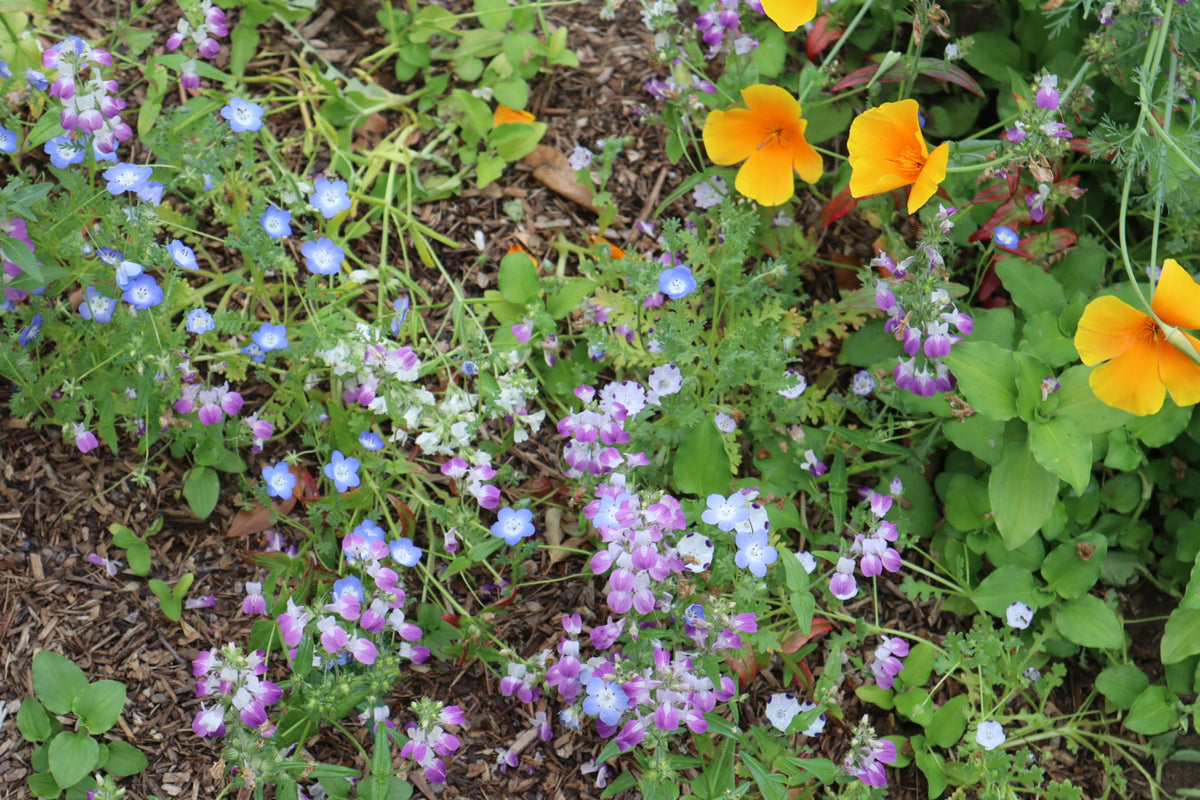Shade Mix Seed Packet