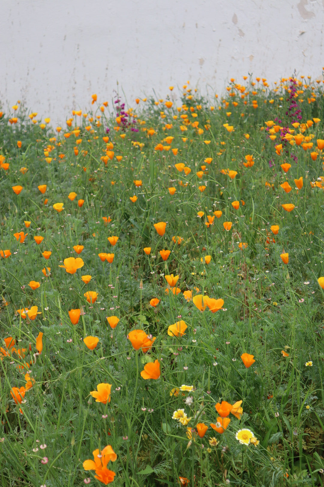 Eschscholzia californica (CA Poppy) Seed Pack