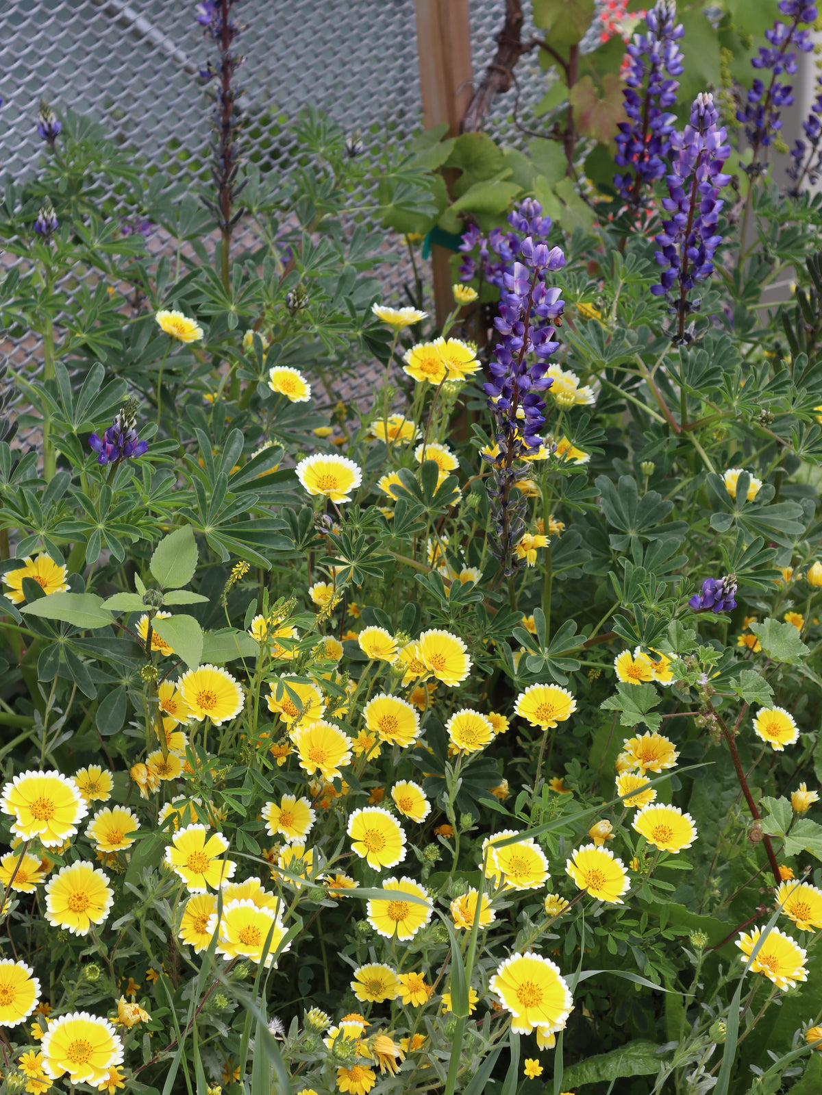 Arroyo Seed Mix